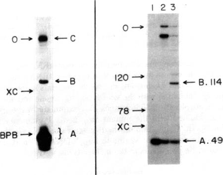 graphic file with name pnas00659-0129-a.jpg