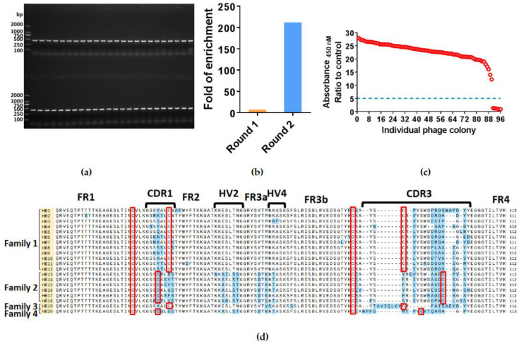 Isolation and Characterization of Targeting-HBsAg VNAR Single Domain ...