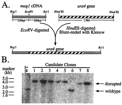 FIG. 1