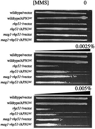 FIG. 6