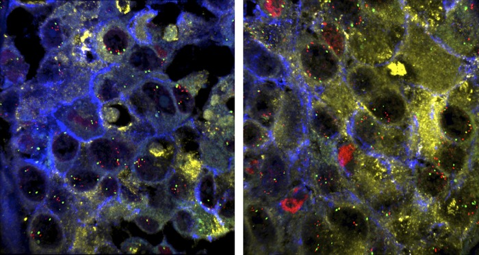 graphic file with name pnas.1500963112fig01.jpg