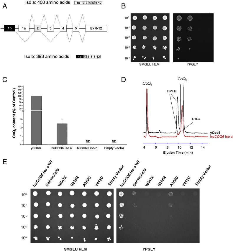 Fig. 1