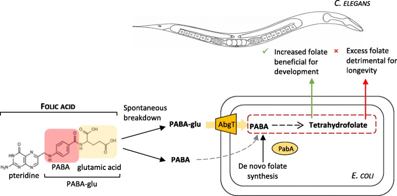 Fig. 7