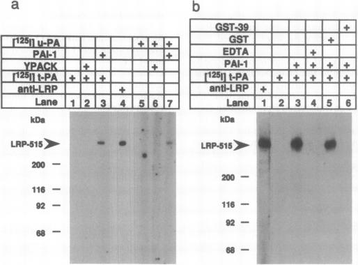 graphic file with name pnas01090-0146-a.jpg