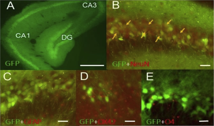 Figure 1