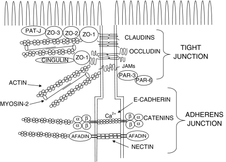 Fig. 1