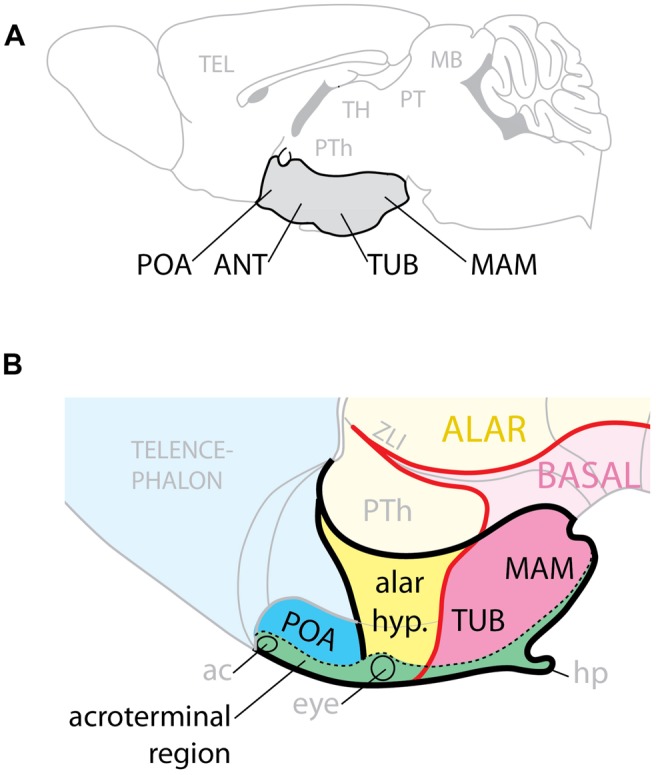 FIGURE 1