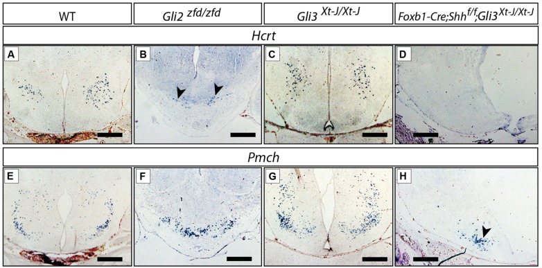 FIGURE 9