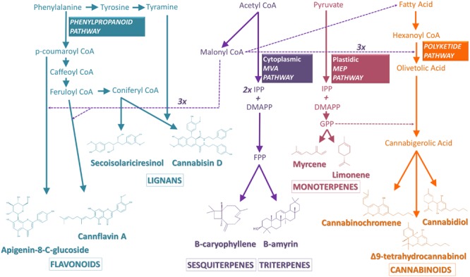 FIGURE 2