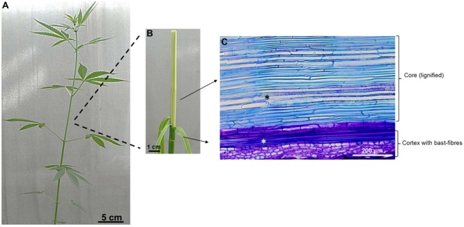 FIGURE 1