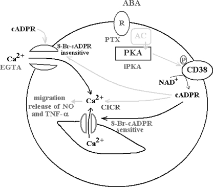 FIGURE 9.