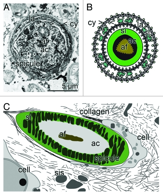 Figure 2.