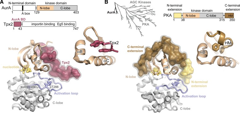 Figure 1.