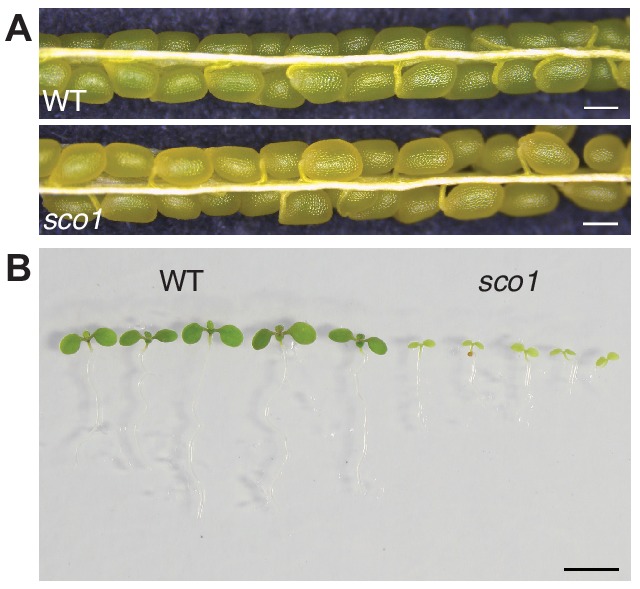 Figure 1—figure supplement 1.