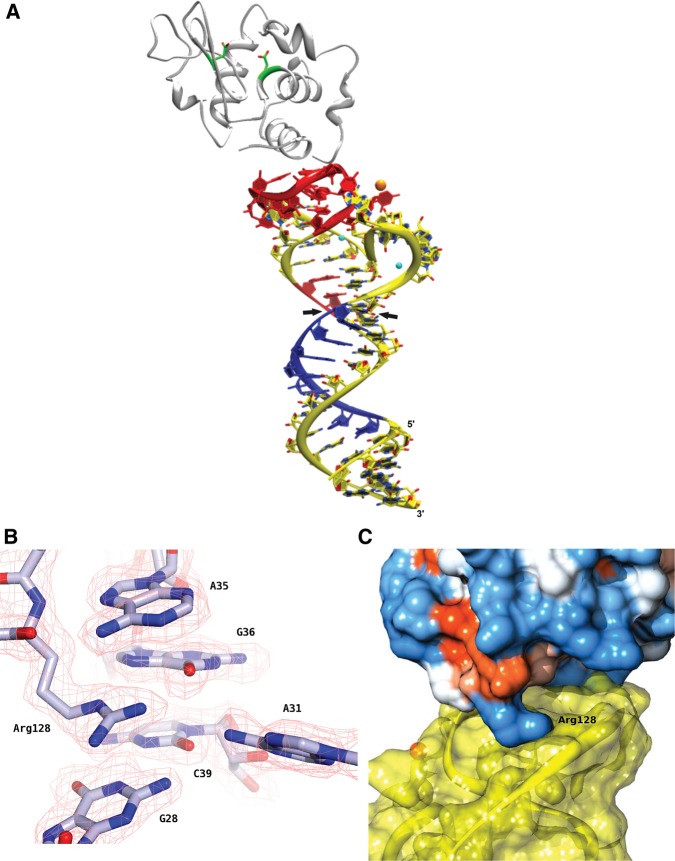 FIGURE 5.