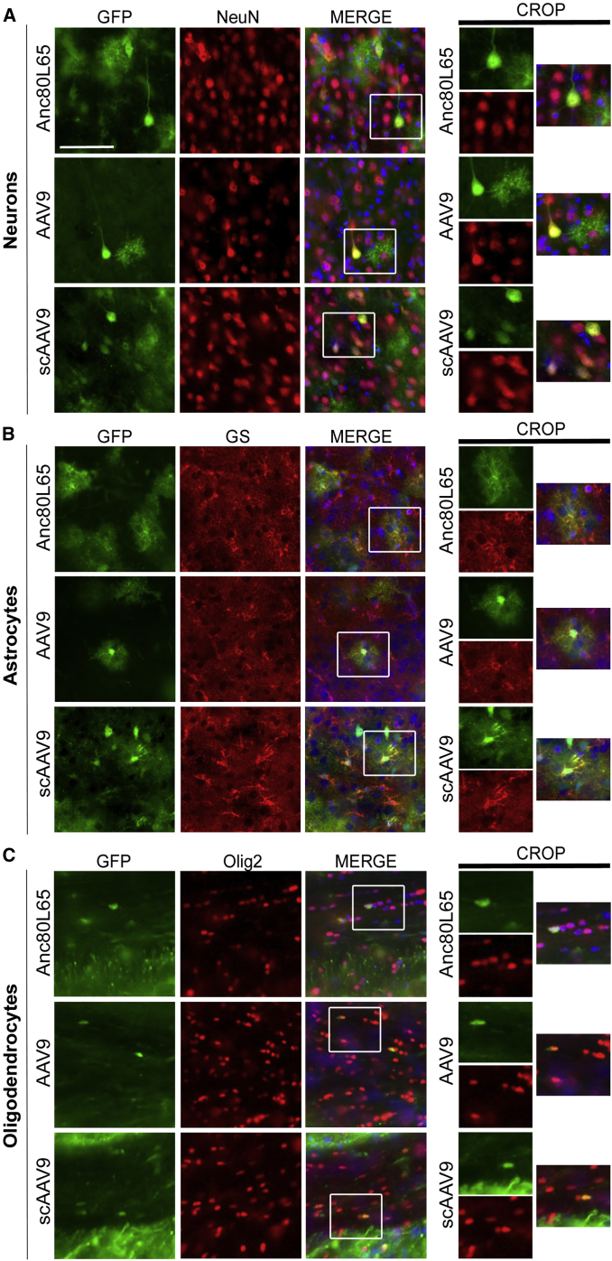 Figure 2