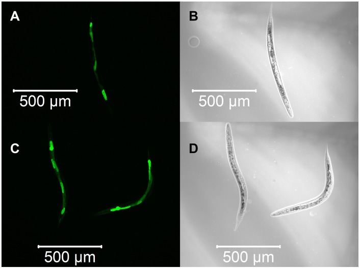 Fig. 5.