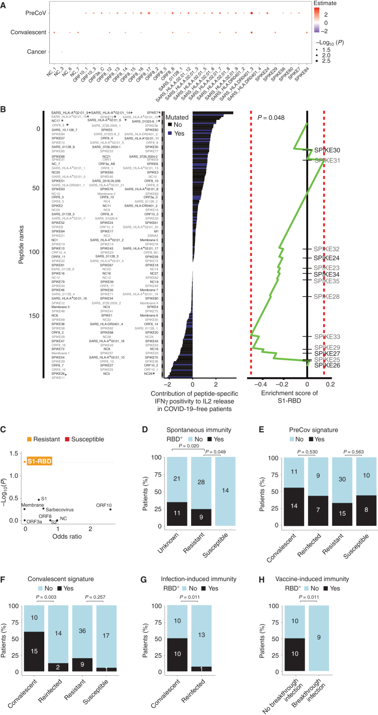 Figure 4. Spike receptor binding domain (S1-RBD)–directed Th1/Tc1 recall responses predict resistance to COVID-19. A, Statistically significant peptide signatures in the peptide-based IVS assay (Fig. 3B) using a multivariable logistic regression analysis adjusted for period (pre–COVID-19 era or contemporary patients), COVID-19 history, and cancer (refer to Supplementary Table S7). The left column shows variables, and the x-axis indicates the significant peptides (P < 0.05). The magnitude of the log (odds ratio) is indicated in the red/blue color code, whereas that of the P value is represented by the circle size. B, Linear regression analysis of the relative contribution (t-value corresponding to the regression coefficient) of each peptide to SARS-CoV-2–specific Th1/Tc1 responses (measured as IL2 secretion in response to whole virus lysate in Fig. 1D), as determined in the peptide-specific IFNγ secretion assay in 123 COVID-19–negative individuals. Statistically significant peptides (P < 0.05) are annotated with asterisks (left). Peptides colored in blue reportedly harbor at least one mutation within SARS-CoV-2 variants (Supplementary Table S12). Peptide set enrichment analysis plot (right). The contribution of each peptide to the SARS-CoV-2–specific IL2 secretion was used to rank 164 peptides. The enrichment score of S1-RBD peptides suggested that this peptide set presented lower t-values than randomly expected (P = 0.048; right). C, Volcano plot showing statistical significance (P values) and magnitude of change in odd ratios of IFNγ secretion in response to SARS-CoV-1 (sarbecovirus) and SARS-CoV-2 peptides belonging to distinct viral proteins (each scatter plot) between susceptible versus resistant individuals. D–H, Percentages of patients recognizing at least one of the 11 S1-RBD peptides in the IFNγ ELISA of the peptide IVS assay across patients’ groups (D) or convalescent versus reinfected patients (G) or vaccinees experiencing breakthrough infection (H; Supplementary Table S8), or recognizing at least one peptide from the pre–COVID-19 (E) or convalescent (F) signature identified in the logistic regression analyses of A in the IFNγ ELISA in the peptide IVS assay. Fisher exact test to compare the number of positive patients for each signature between groups.