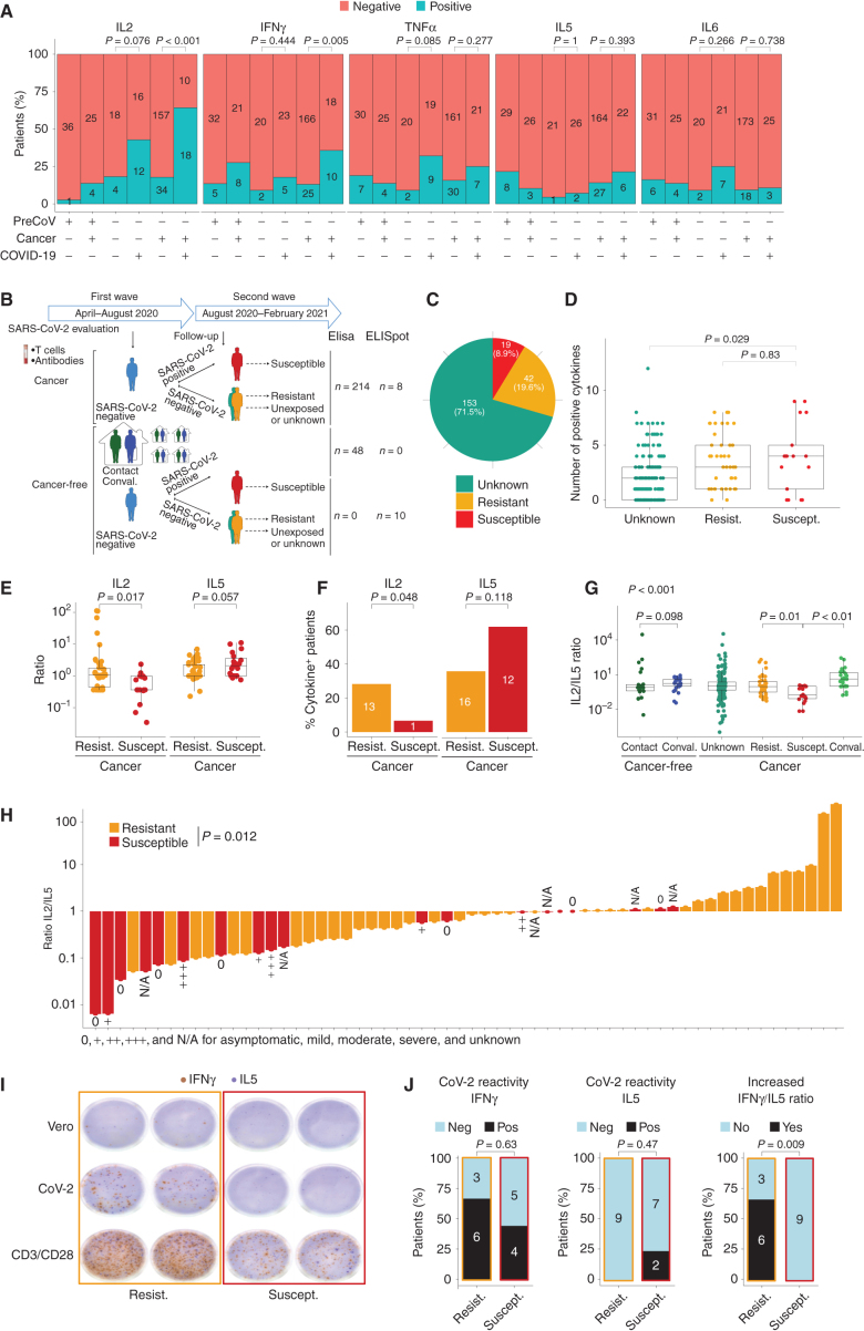 Figure 2. Unexposed individuals susceptible to COVID-19 exhibited a SARS-CoV-2–specific Th2 profile during the first surge of the pandemic. A, Percentage and number of patients in each cohort—pre–COVID-19 era [yes (+)/no(−)], cancer [yes (+)/no(−)], and COVID-19 [yes (+)/no(−)]—who had a SARS-CoV-2–specific cytokine release (for the prototypic cytokines) compared with VeroE6 (control, n = 279; convalescent, n = 56; Supplementary Table S1B). Fisher exact test to compare the number of cytokine-positive patients across groups. B, Outline of the prospective collection of blood samples used to identify COVID-19–resistant (yellow) versus susceptible (red) patients with cancer (B, top; Supplementary Table S2A and S2B). Bottom, outline of the prospective collection of blood samples used for the comparison of T-cell responses in the cohort of cancer-free individuals who lived in the same household with family members who tested positive for COVID-19 during the 2020 lockdown (G and I). Pie chart (C) indicating the absolute numbers (and percentage) of patients reported as contact (resistant) or infected (susceptible) or unexposed (green) during 1-year follow-up (D). Number of positive cytokines released by SARS-CoV-2–specific PBLs during the cross-presentation assay (Fig. 1B and C) in each group (unexposed, n = 153; resistant, n = 42; susceptible, n = 19). E and F, SARS-CoV-2–specific IL2 (left) and IL5 (right) secretion contrasting resistant (yellow) versus infected (red) cancer cases. E, Each dot represents the ratio of the replicate wells in one individual, and the box plots indicate medians as well as 25th and 75th percentiles for each cancer patient subset. F, The bar plots represent the percentage of positive patients (resistant, n = 42; susceptible, n = 19). Fisher exact test to compare the number of cytokine-positive patients across groups. G and H, SARS-CoV-2–specific IL2/IL5 ratios (means ± SEM) in the different subsets of healthy individuals and patients with cancer presented in B. Refer to Supplementary Fig. S3A for the waterfall plots to visualize variations in the percentages of individuals with IL2/IL5 ratios > or < 1 according to subject category. All group comparisons were performed using the two-sided Wilcoxon–Mann–Whitney test, and P < 0.05 indicates statistically significant differences. I and J, Validation cohort investigating eight additional HCW from Hospices Civils de Lyon and 10 patients with cancer from Gustave Roussy investigated in cross-presentation assays with the dual-color IFNγ/IL5 ELISpot. I, Prototypic photograph of IFNγ and IL5 dual-color ImmunoSpot of a DC/SARS-CoV-2 or VeroE6 PBL coculture (or OKT3 as positive control) for one representative resistant (left) and susceptible (right) HCW. SFC, spot-forming colony counted per 105 PBLs. J, Percentages of SARS-CoV-2–specific Th1 or Th2 cell responses determined by dual ELISPOT assay (CoV-2/VeroE6 >1.5 increase in IFNγ+ (left) or IL5+ (middle) SFC, respectively. Calculation of the IFNγ+/IL5+ SFC ratio per individual in VeroE6 or SARS-CoV-2 condition, and percentages of patients with an increased (>2×) ratio in the SARS-CoV-2 condition, in both resistant versus susceptible groups (right). Fisher exact test to compare the number of positive patients between both groups.