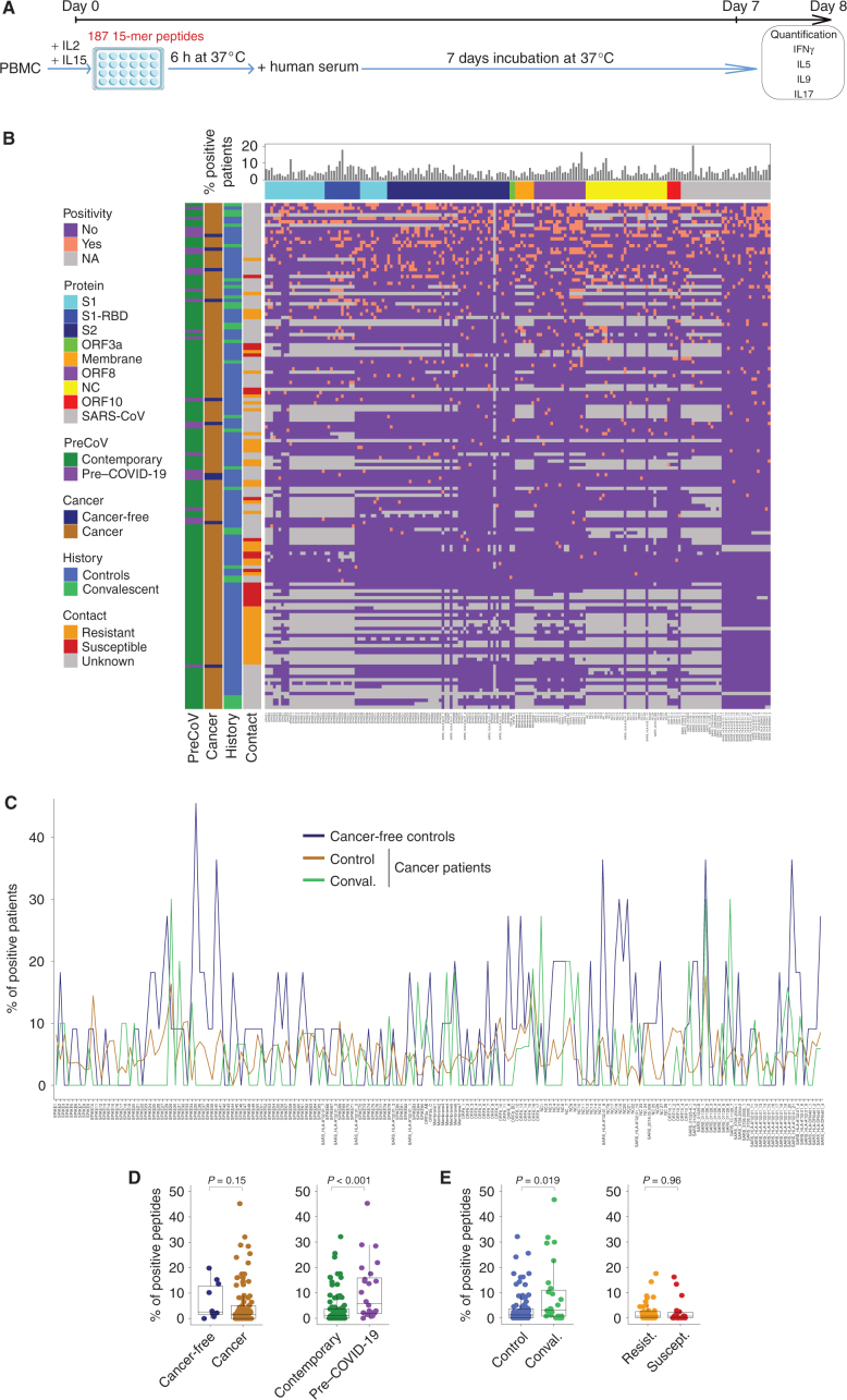 Figure 3. Peptide repertoire breadth does not predict resistance to COVID-19. A, Experimental setting for the 187 peptide-based in vitro stimulation assay. B, Bicolor map of peptide recognition (positive in salmon, negative in purple, not determined in gray). Patients (n = 148) were ordered in columns by unsupervised hierarchical clustering, and peptides were ordered in rows according to the 5′ to 3′ sequence location in the ORFeome with a distinct color code for each protein. SARS-CoV-1 peptides are aligned at the end in gray. The upper line indicates the frequency of positive individuals for each peptide in the 187 peptide list. C, Peptide frequencies within unexposed and convalescent (with history of COVID-19) patients with cancer compared with unexposed cancer-free subjects. Also refer to Fig. 4A. D and E, Percentages of positive peptides in individuals from the pre–COVID-19 era (n = 24) versus contemporary controls (n = 97; D, right) and in cancer (n = 111) versus cancer-free contemporary individuals (n = 10; D, left) and in uninfected [control (contemporary), n = 97] versus convalescent (n = 27; E, left) and resistant individuals (noninfected contact cases, n = 44) versus susceptible (infected, n = 18) individuals (E, right). Group comparisons within D and E were performed using the two-sided Wilcoxon–Mann–Whitney test.