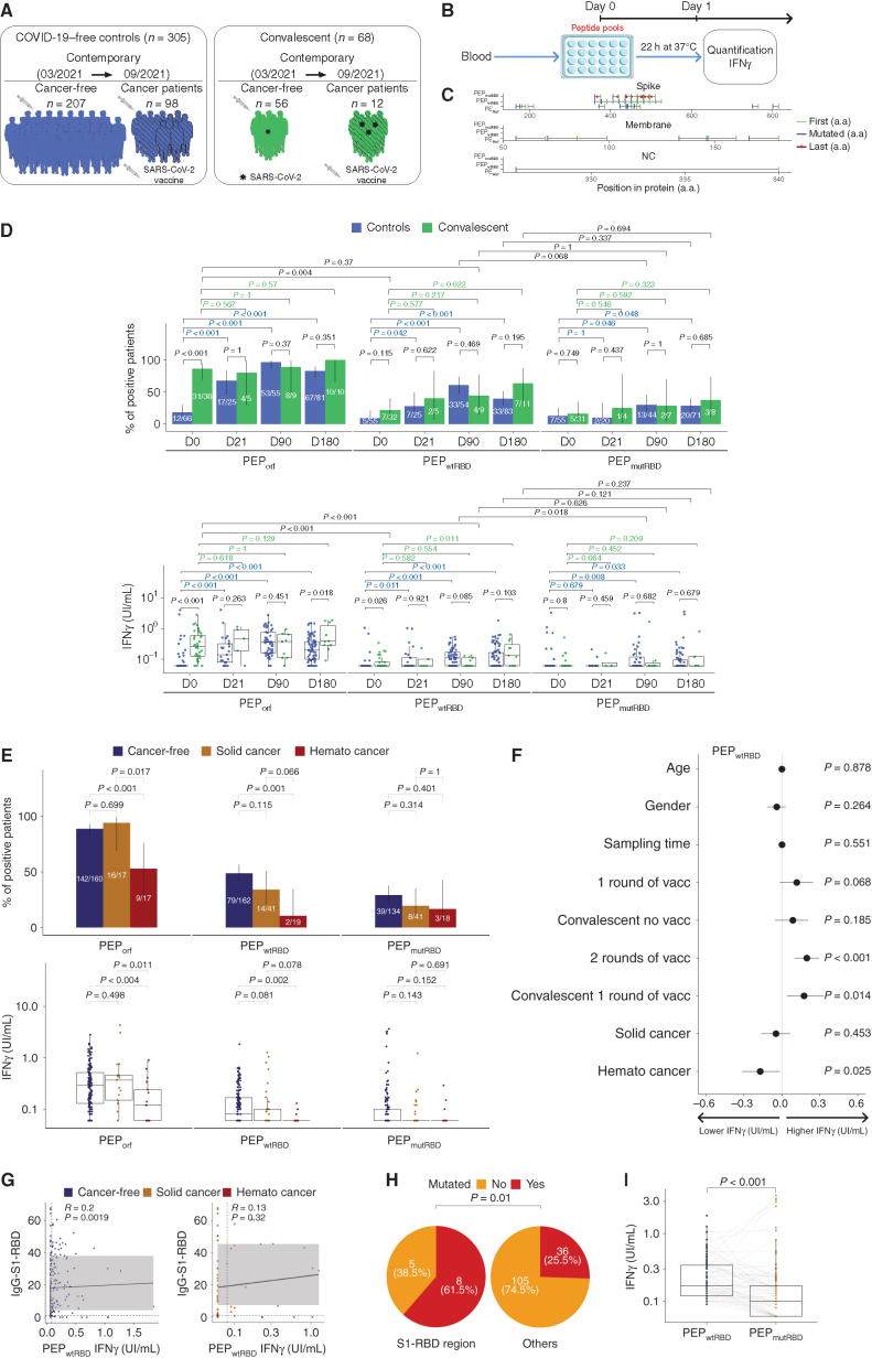 Figure 5. Patients with cancer (except hematologic malignancies) could mount S1-RBD–specific Th1/Tc1 immune responses during the prime–boost vaccination rollout. A, Description of cohorts of vaccinees in cancer-free individuals and patients with cancer (refer to Supplementary Table S10; Table 1). B, Experimental setting for the peptide pool–based ex vivo stimulation assays. C, Amino acid sequence coverage of the three peptide pools utilized in the high-throughput T-cell screening assay (refer to Supplementary Table S11). D and E, High-throughput screening T-cell assay using the ELISA technique in an automatic platform monitoring IFNγ levels in whole-blood samples from several independent cohorts of HCW (D) or patients with cancer [E, solid or hematologic malignancies (hemato cancer)] with (D) or without (D and E) COVID-19 history, pre- and/or per (after 1 immunization, day 21) and/or post-vaccination (day 90, day 180 for D; only after two shots of vaccines for E) using different peptide pools (C). Monitoring of IFNγ release (bottom) and percentages of individuals with IFNγ levels greater than the threshold of detection (top). The standard errors have been computed with their confidence intervals for these estimates, with each interval most probably containing the genuine percentage. F, Forest plot depicting the impact of the each covariate on the PEPwtRBD IFNγ secretion levels (refer to Table 1 for statistics). Specimens were not systematically paired in the kinetic study. The log10-normalized IFNγ secretions for all peptide stimulation were pooled to model simultaneously their dynamics from the first vaccine to day 180 using linear mixed-effect regression adjusted for patient age, sex, cancer status, type of cancer, COVID history, and vaccine schedule. G, Spearman correlation between serum S1-RBD–specific IgG titers (expressed in arbitrary units) and IFNγ release in the VIDAS IFNγ RUO platform in all cancer-free (left) and cancer vaccinees (right) monitored in Fig. 5D. Each dot represents one sample at one time point. Most individuals have been drawn only once at any time point. H, Percentages and absolute numbers of mutations contained in our S1-RBD peptide list reported in the current SARS-CoV-2 variants (refer to Supplementary Table S12). The difference of the probability of mutation in the S1-RBD region and in other regions was evaluated using logistic regression (odds ratio = 0.21; 95% confidence interval, 0.06–0.68; P = 0.01). I, Paired analysis of the differential magnitude of Th1/Tc1 reactivity against PEPwtRBD versus PEPmutRBD in 343 cancer-free vaccinees with no history of COVID-19. Each line represents one patient sample. Group comparisons were performed using the two-sided paired Wilcoxon–Mann–Whitney test.