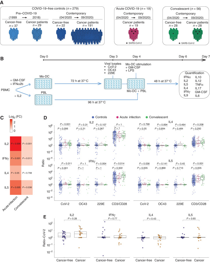 Figure 1. SARS-CoV-2 T-cell responses in COVID-19 and unexposed individuals. A, Graphical representation of the prospective patient and healthy cohorts used for the study (refer to Supplementary Table S1A and S1B). B, First experimental in vitro stimulation assay of PBLs using cross-presentation of viral lysates by autologous DCs. Twelve plex flow-cytometric assay to monitor cytokine release in replicates. Mo-DC, monocyte-derived dendrtic cell; PBMC, peripheral blood mononuclear cell. C and D, Mean fold changes (log2 FC) between SARS-CoV-2–specific cytokine secretions of acute COVID-19 patients and convalescent COVID-19 individuals and controls (C). The columns represent the mean fold change and the adjusted P value for each cytokine between COVID-19–positive, sex- and age-matched contemporary COVID-19–negative controls (C; also refer to Supplementary Fig. S1C). Ratios of cytokine secretion between PBLs stimulated with DCs pulsed with SARS-CoV-2 (or the other CCC lysates) versus VeroE6 (or versus CCC respective control cell lines), at the acute or convalescent phase of COVID-19 (D). One typical example is outlined in Supplementary Fig. S1A. Each dot represents the mean of replicate wells for one patient (controls, n = 279, in blue; convalescent COVID-19, n = 56, in green; acute COVID-19, n = 19, in red). Statistics used the two-sided Wilcoxon–Mann–Whitney test. E, Idem as in D comparing CoV-2/VeroE6 ratios of the most relevant cytokines in cancer (gold) versus cancer-free (dark blue) convalescent individuals. Statistics used the two-sided Wilcoxon–Mann–Whitney test.