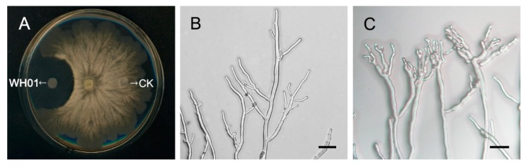 Figure 5