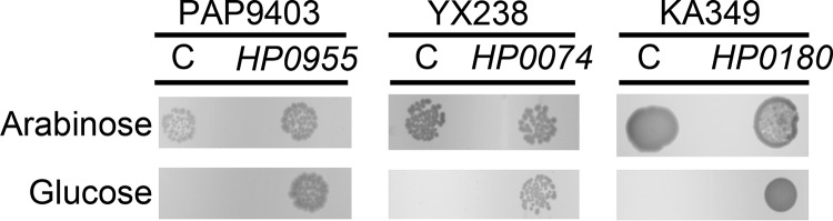 FIG 2