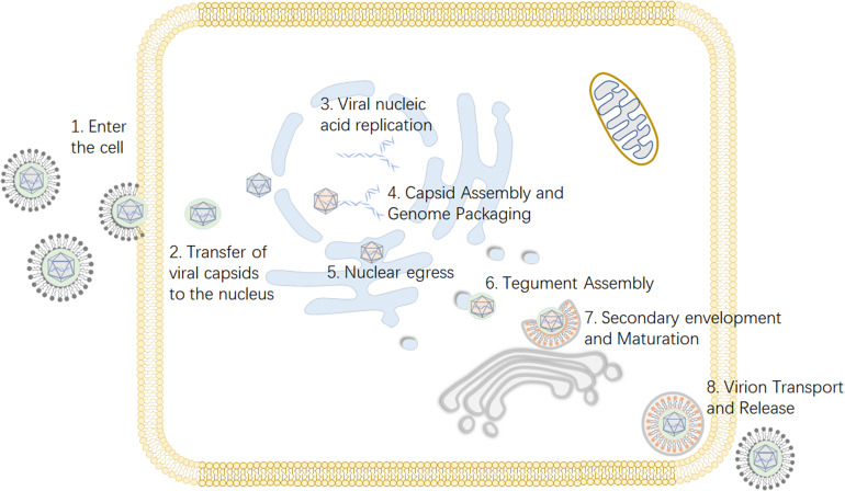 FIGURE 1