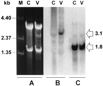 FIG. 1