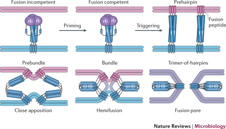 Box 1: Pathway of viral membrane fusion30, 31