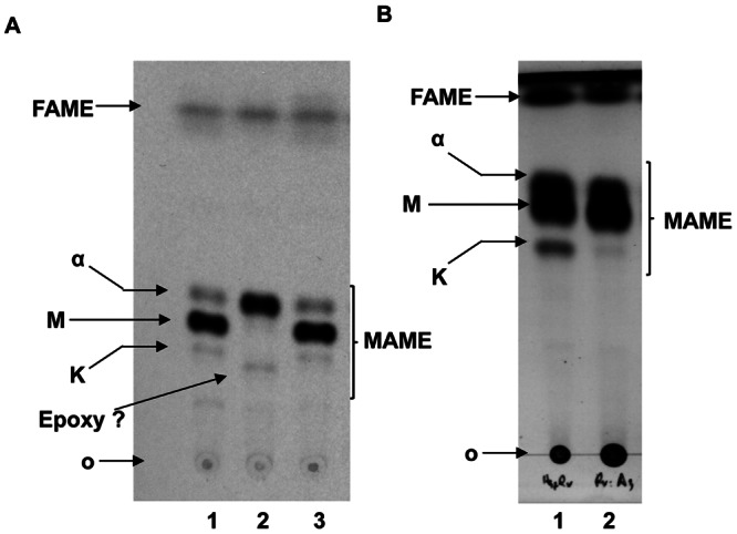 FIG 5 