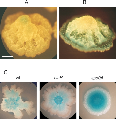 FIG. 7.