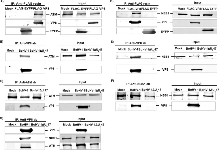 FIG 1