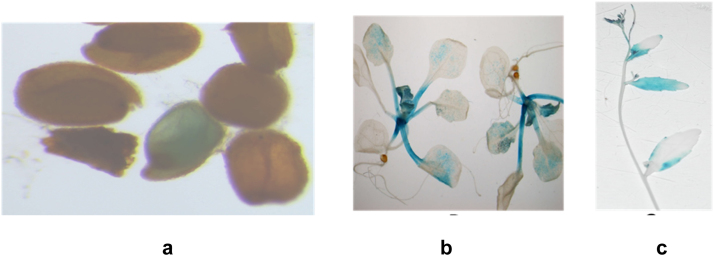 Fig. 5