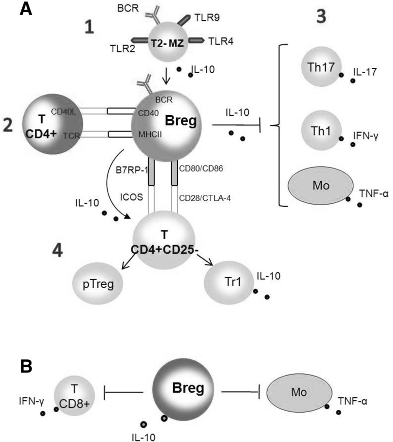 Fig. 4