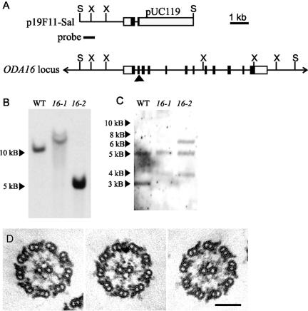 Figure 2.