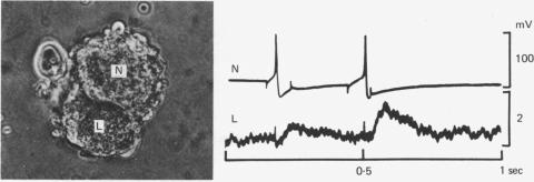 Fig. 13