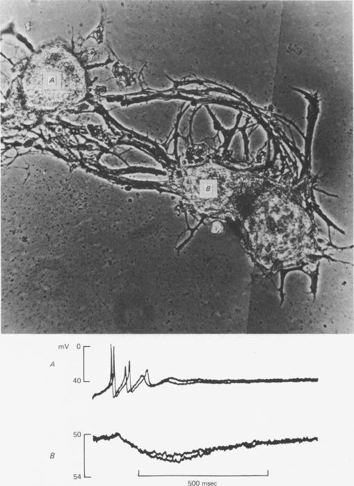 Fig. 11