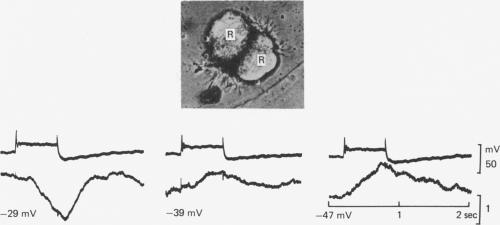 Fig. 12