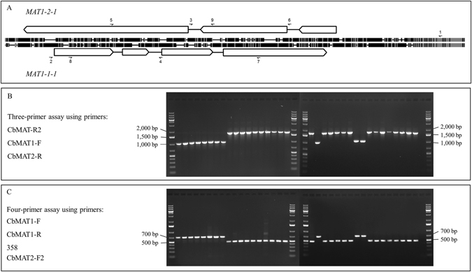 Figure 7