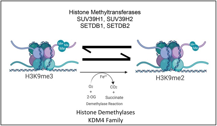 The Emerging Role of H3K9me3 as a Potential Therapeutic Target in Acute ...