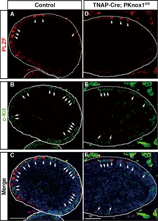 Fig 5