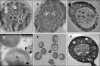 FIG. 2.
