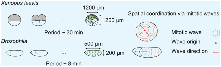 Box 1—figure 1.