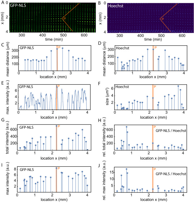 Figure 1—figure supplement 4.