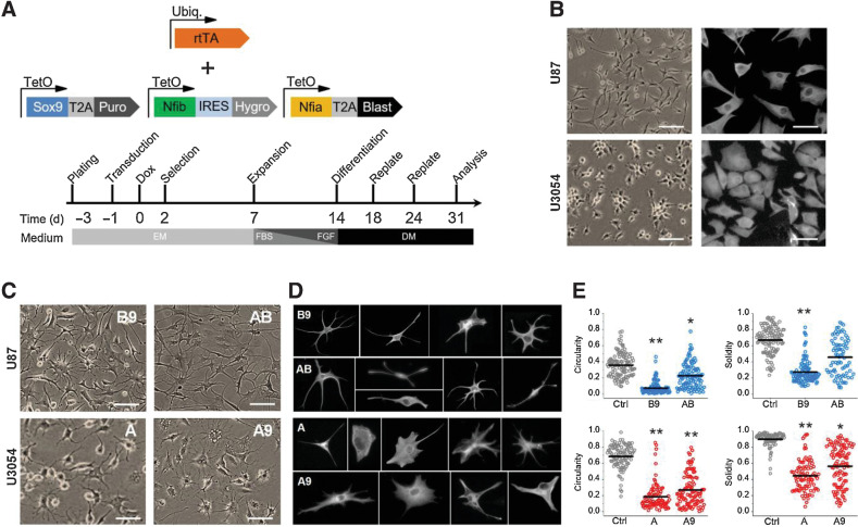 Figure 1. Gliogenic transcription factors induces morphologic changes in U87 and U3054 cells. A, Schematics of lentiviral vectors used and timeline of experiments. B, Representative bright field (left, scale bar = 50 μm) and vimentin staining (right, scale bar = 20 μm) images of untreated U87 and U3045 cell lines. C, Representative bright-field images of cancer cell lines upon conversion with different transcription factors combinations. A, Nfia; B, Nfib; 9, Sox9. Scale bar = 50 μm. D, Representative images of individual reprogrammed cells cultured at low density and stained for vimentin, showing their morphologic heterogeneity. Each cell was cropped and placed in the image. E, Morphometric analysis of Solidity, calculated as (Area)/(Convex area) and Circularity, calculated 4π×(Area)/(Perimeter)2 (black bars indicate the population mean). n = 4 independent experiments for each experimental condition (U87, top; U3054, bottom). *, P < 0.05; **, P < 0.01. Ubiq, ubiquitin; EM, expansion medium; DM, differentiation medium.