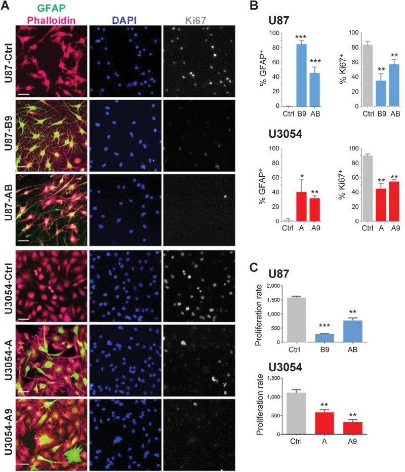 Figure 2. Differentiated cells gain GFAP expression and decrease proliferative potential. A, Representative fields of U87 and U3054 cells immunocytochemistry stainings for GFAP and Ki67 cells; nuclei and actin filament are counterstained with DAPI and Phalloidin respectively. Scale bars = 50 μm. B, Quantification of GFAP+ and KI67+ out of DAPI+ cells for treated and untreated conditions. n = 4 independent experiments for each experimental condition. C, Proliferation assay of U87 (top) and U3054 (bottom). Cells (x-axis) are plotted versus relative fluorescence units (RFU; y-axis). *, P  <  0.05; **, P  <  0.01; ***, P <  0.001. Data are shown as mean ± SEM. n = 3 independent experiments for each experimental condition.