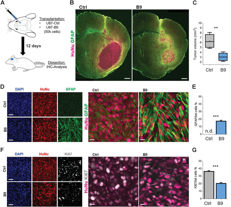 Figure 6. Forced differentiation reduces in vivo tumorigenesis. A, Schematic representation of the transplantation procedure. B, Brain slices from animals transplanted with either non-reprogrammed or reprogrammed U87 cells stained for the human nuclei marker HuNu (magenta) and GFAP (green). Scale bar = 200 μm. C, Volumetric quantification of the tumor mass based on HuNu IHC staining. D, High magnification images of GFAP-HuNu staining from sections shown in B. Scale bars = 50 μm (left) 10 μm (right). E, Relative population of GFAP expressing cells in the U87-B9 and control groups. F, High magnification images of Ki67-HuNu staining. Scale bars = 50 μm (left) 10 μm (right). G, Quantification of the relative number of Ki67-positive cells over the total HuNu-positive cells in the U87-B9 and control groups. n = 5 mice for each experimental condition. **, P  <  0.01; ***, P <  0.001. Bar graphs show mean frequency (±SEM). n.d., not detected.