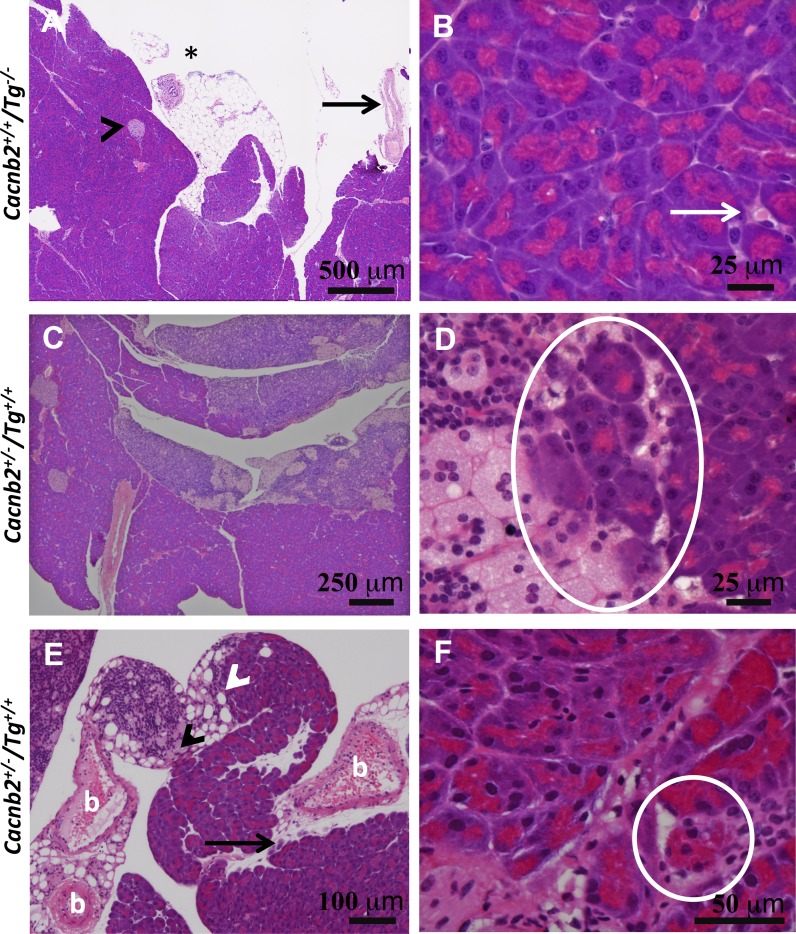 Fig. 9.